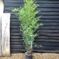 Phyllostachys nigra | Black Bamboo - Height 180-200cm - 12lt