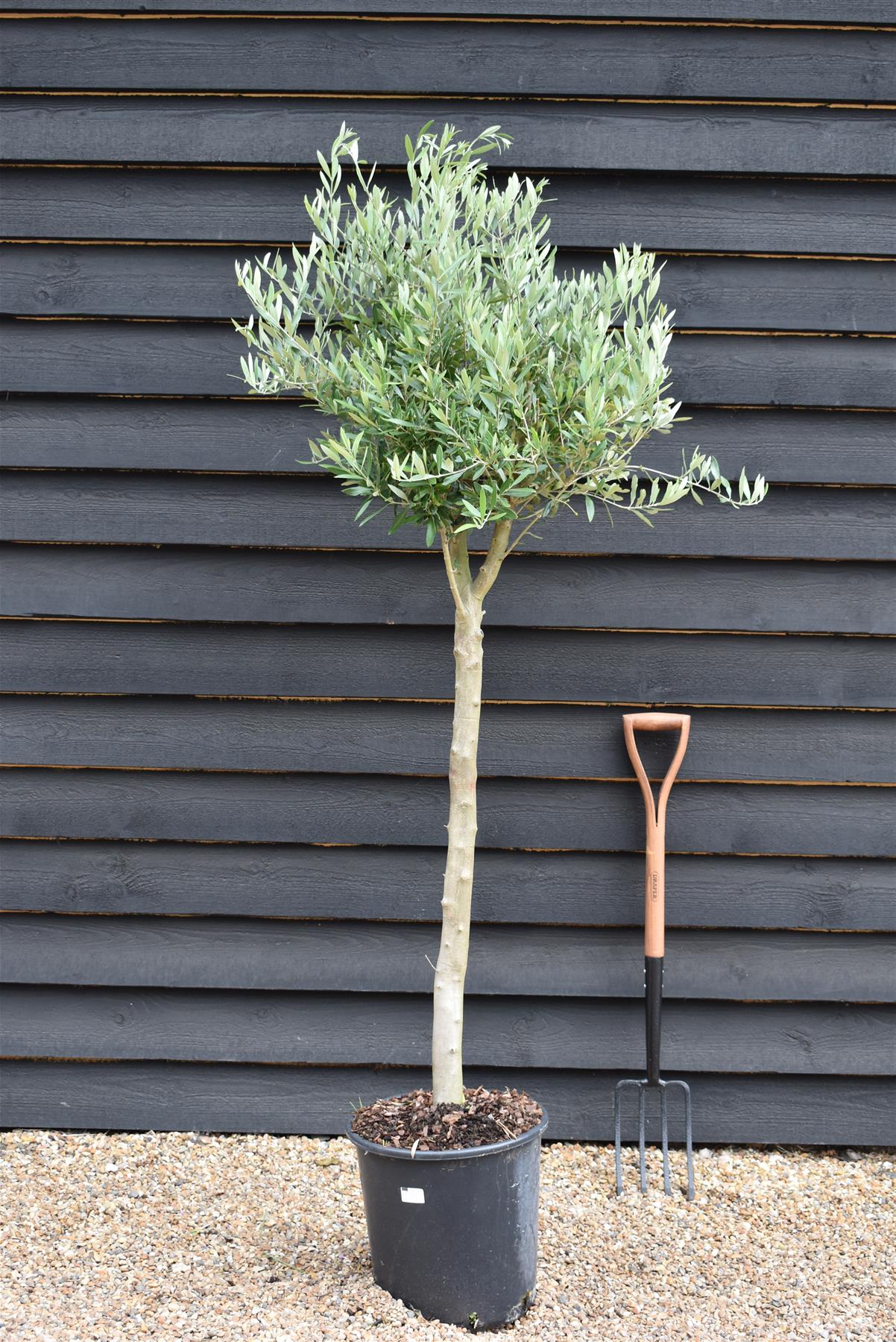 Olive Tree |Olea Europea - Girth 16-18cm - 170-190cm - 25lt