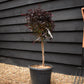 Chinese Fringe Flower | Loropetalum chinense 'Black Pearl' - Clear Stem 40cm - Height 60-80cm - 15lt