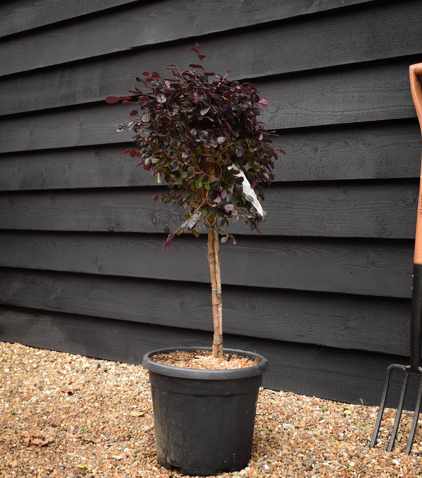 Chinese Fringe Flower | Loropetalum chinense 'Black Pearl' - Clear Stem 40cm - Height 60-80cm - 15lt