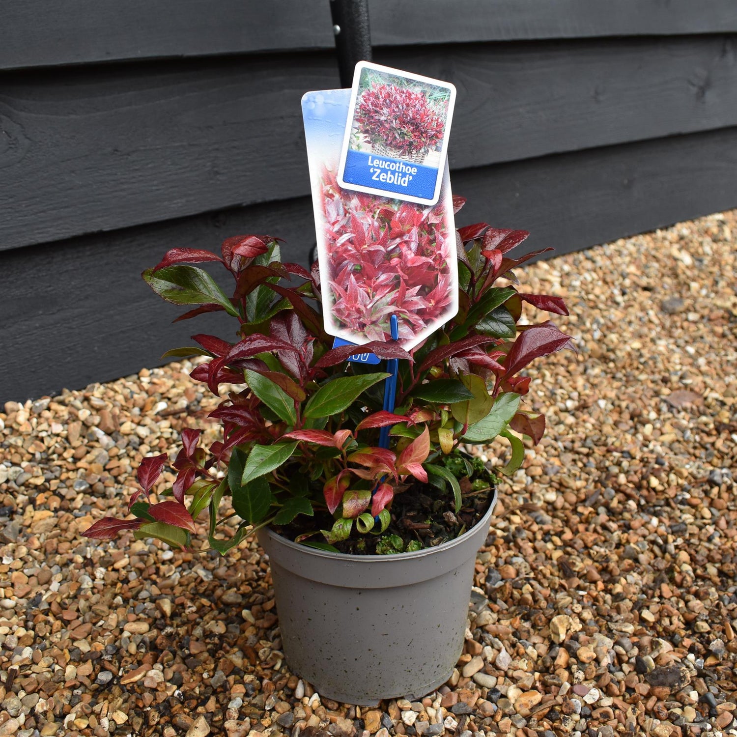 Leucothoe Scarletta 'Zeblid' | Dog Hobble - 20-40cm - 2lt