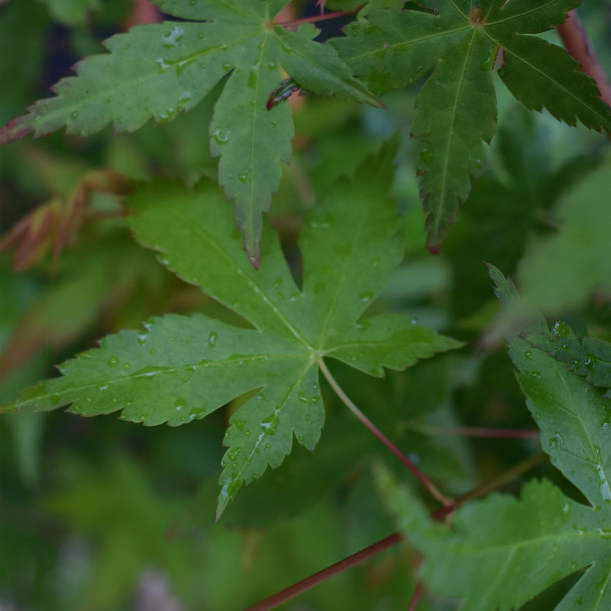 Golden Bark Japanese Maple | Acer palmatum 'Bi Hoo' - Height 150-170cm - 20-25lt