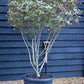 Photinia Robusta Compacta | Red-Leaf Photinia - Parachute - Height 140cm - 70lt