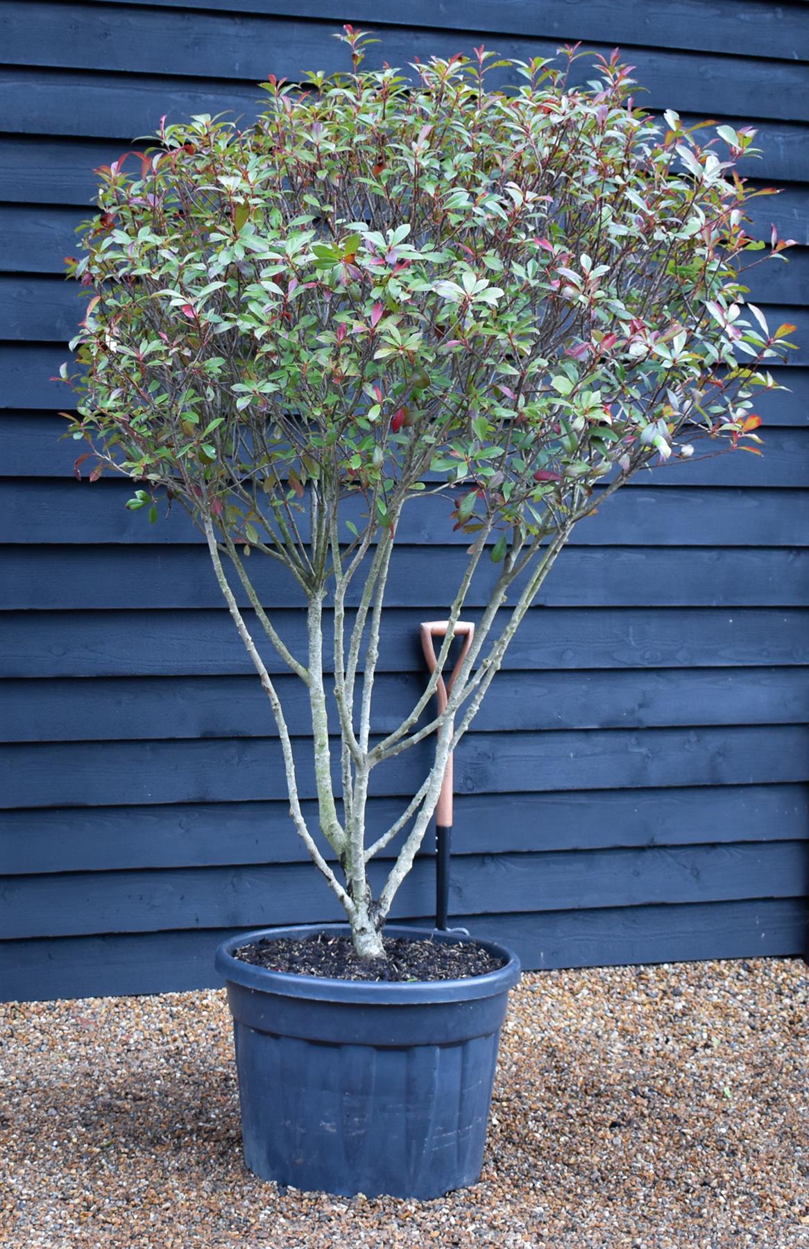 Photinia Robusta Compacta | Red-Leaf Photinia - Parachute - Height 140cm - 70lt