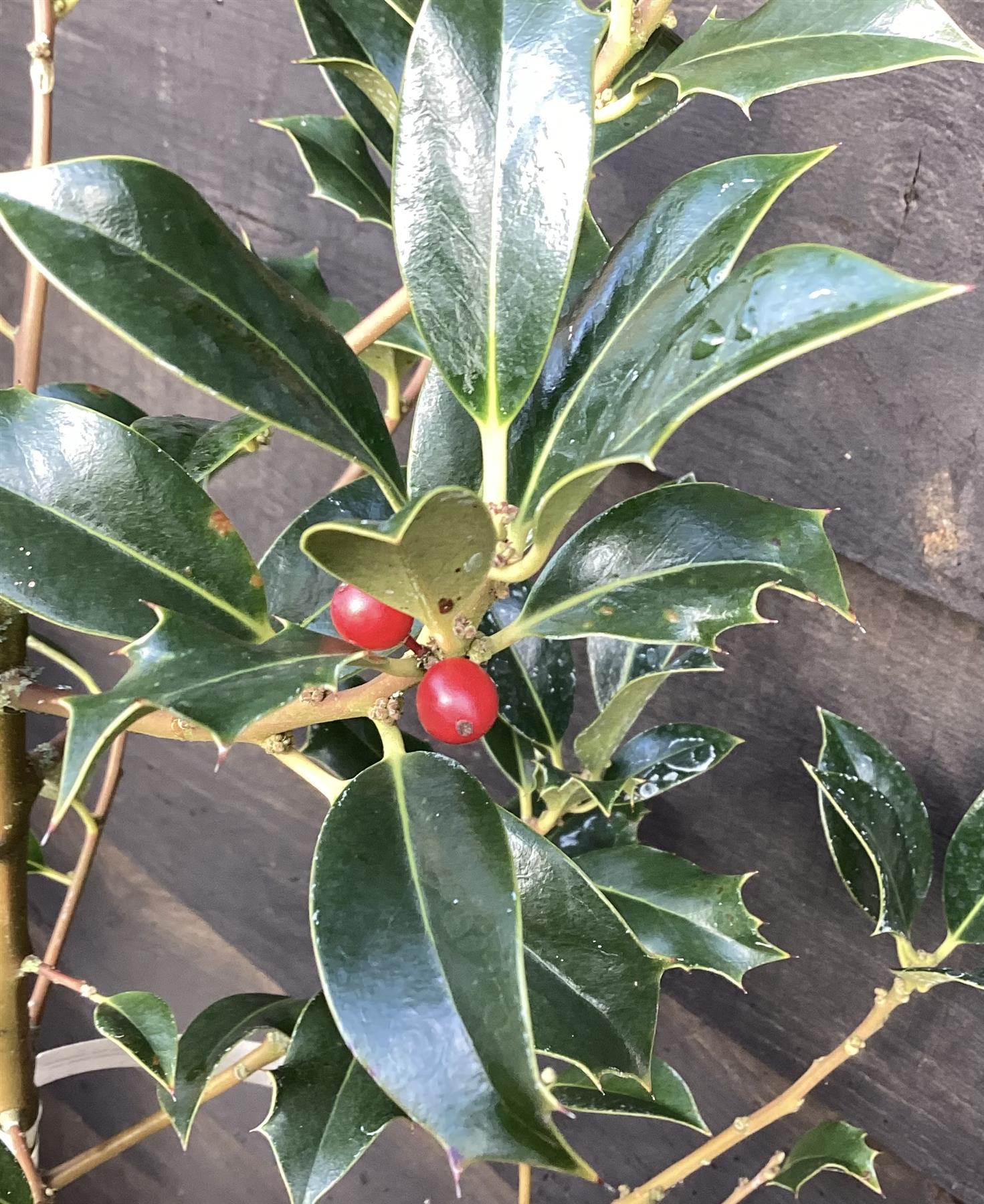 Ilex acquifolium | English Holly - 100-120cm, 10lt