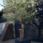 Olive Tree |  Olea Europea- Specimen - Straight double stem - Trunk height 80cm - Height 220-250cm - Girth 45cm - 160lt