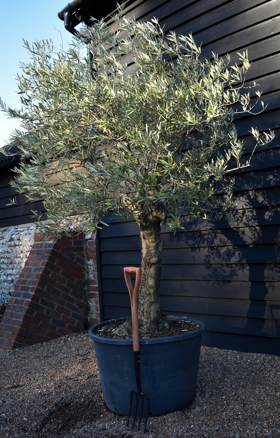 Olive Tree |  Olea Europea- Specimen - Straight double stem - Trunk height 80cm - Height 220-250cm - Girth 45cm - 160lt