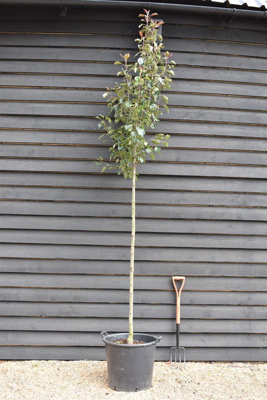 Malus 'Rudolph' - Clear Stem - Standard - Girth 8-10cm - Height 280-300cm - 70lt