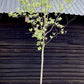 Sorbus Aucuparia | European Mountain Ash Clear Stem - 475cm - 110lt