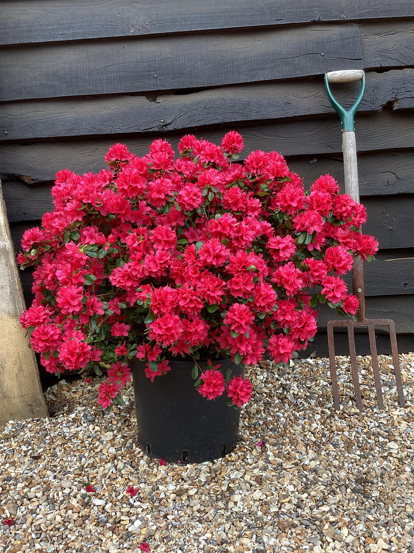 Azalea Japonica Hino Crimson| Rhododendron Hino Crimson - 70-80cm, 15lt