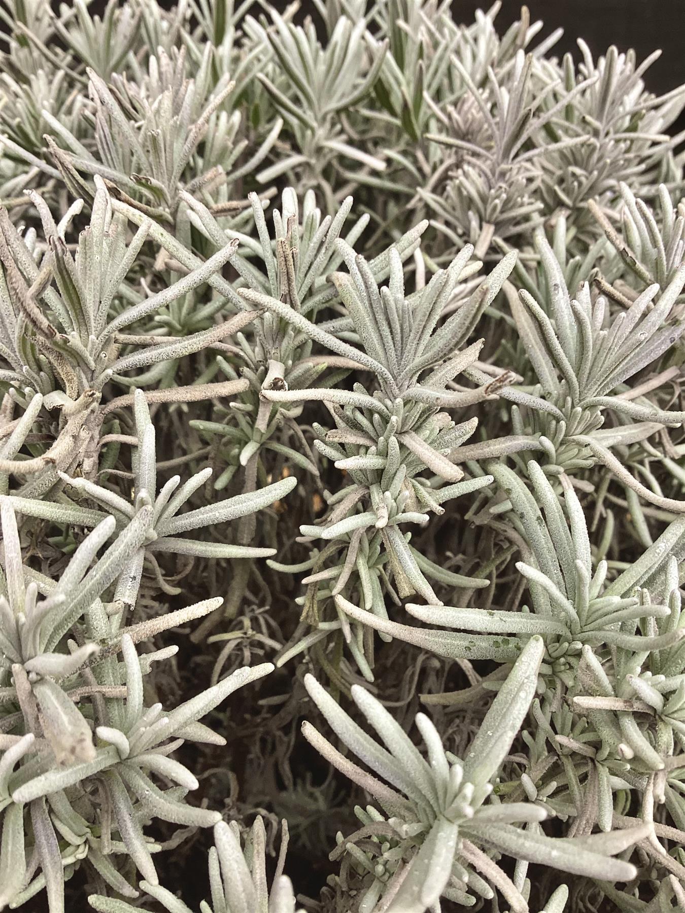 English Lavender | Lavandula angustifolia Hidcote - 7.5lt