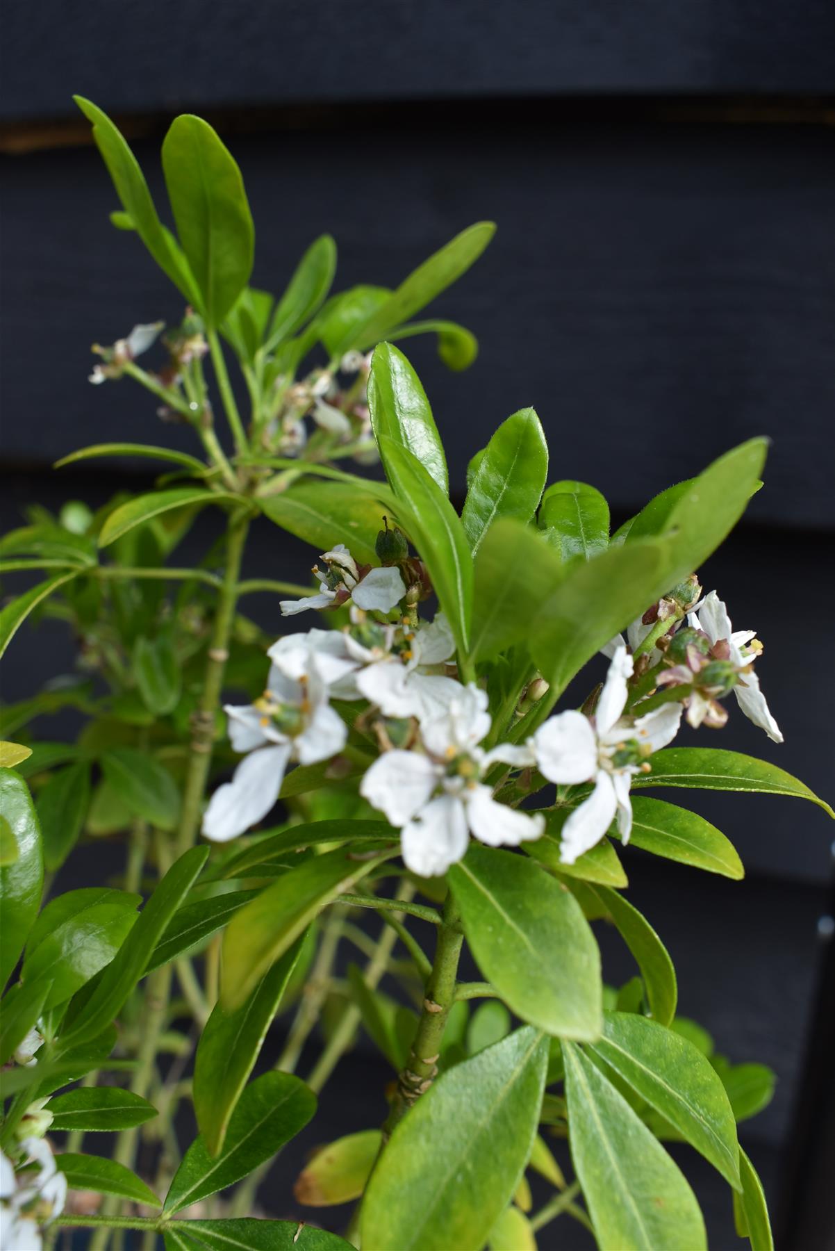 Choisya ternata | Mexican orange blossom - 40-50cm, 10lt