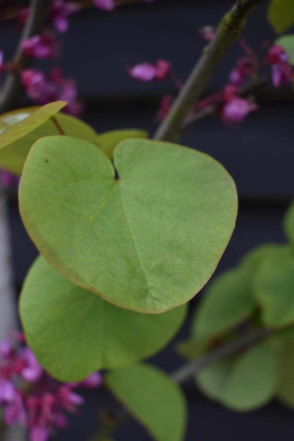 Judas tree | Cercis siliquastrum - Girth 5-6cm - 290-300cm - 30lt