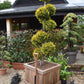 Thuja occidentalis - Yellow Ribbon - Bonsai - 230cm - 245lt