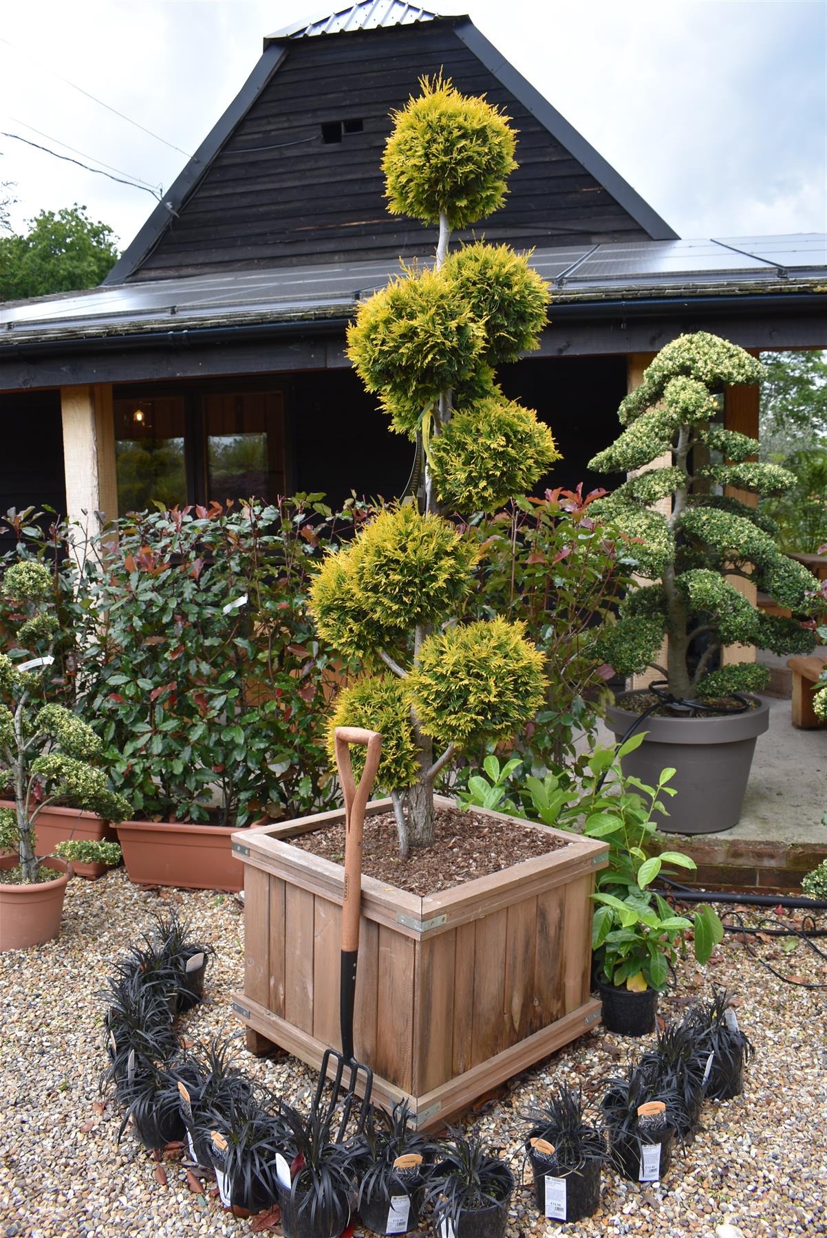 Thuja occidentalis - Yellow Ribbon - Bonsai - 230cm - 245lt