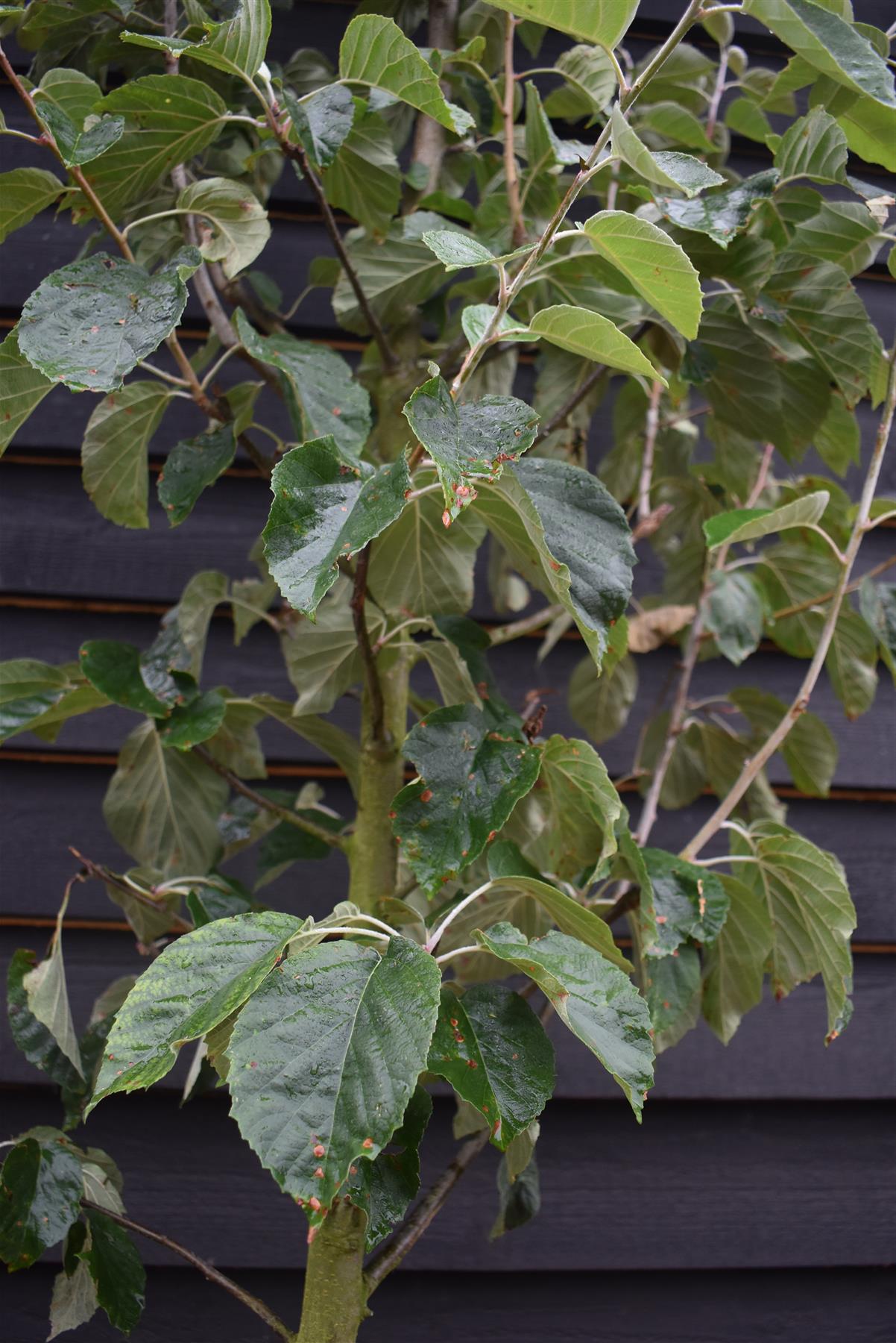 Malus tschonoskii - Crab Apple - Clear Stem - Standard - Girth 8-10cm - 380-400cm - 70lt