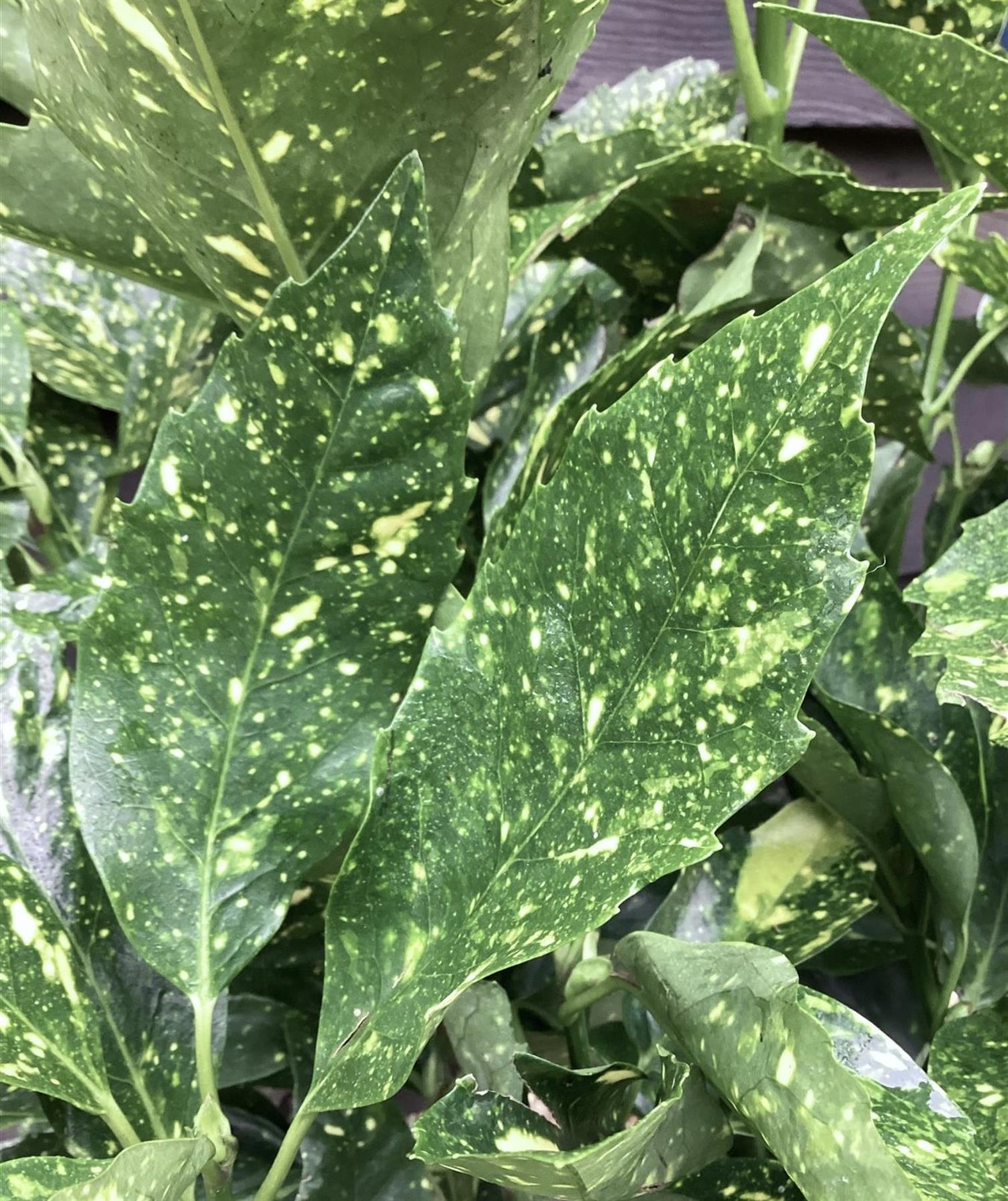 Aucuba japonica 'Variegata' | Spotted Laurel - Height 70-110cm - 10lt