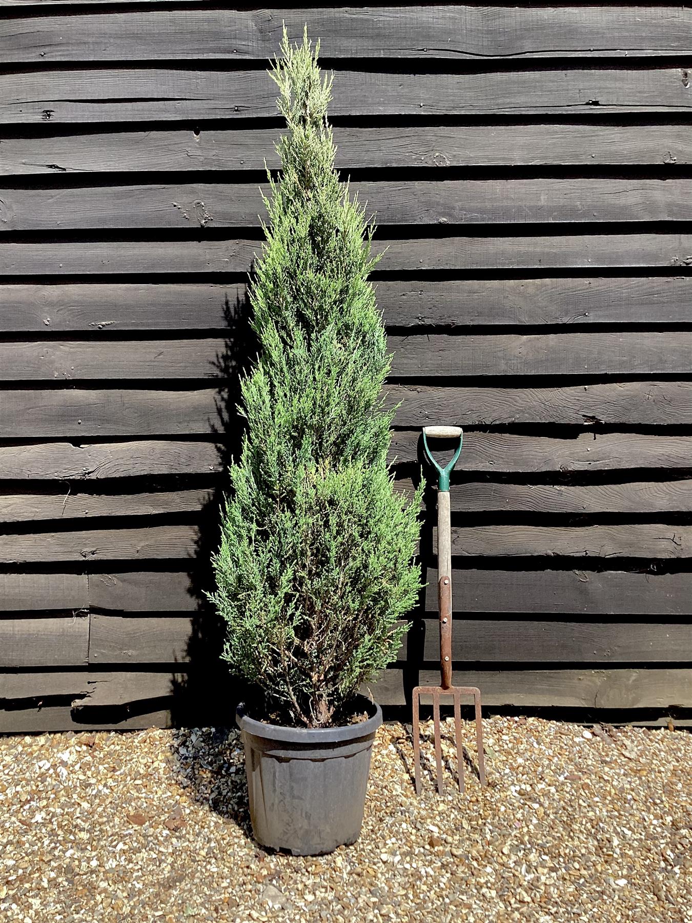 Cupressus arizonica var. glabra 'Glauca' | Arizona cypress 'Glauca' - 150-160cm, 25lt