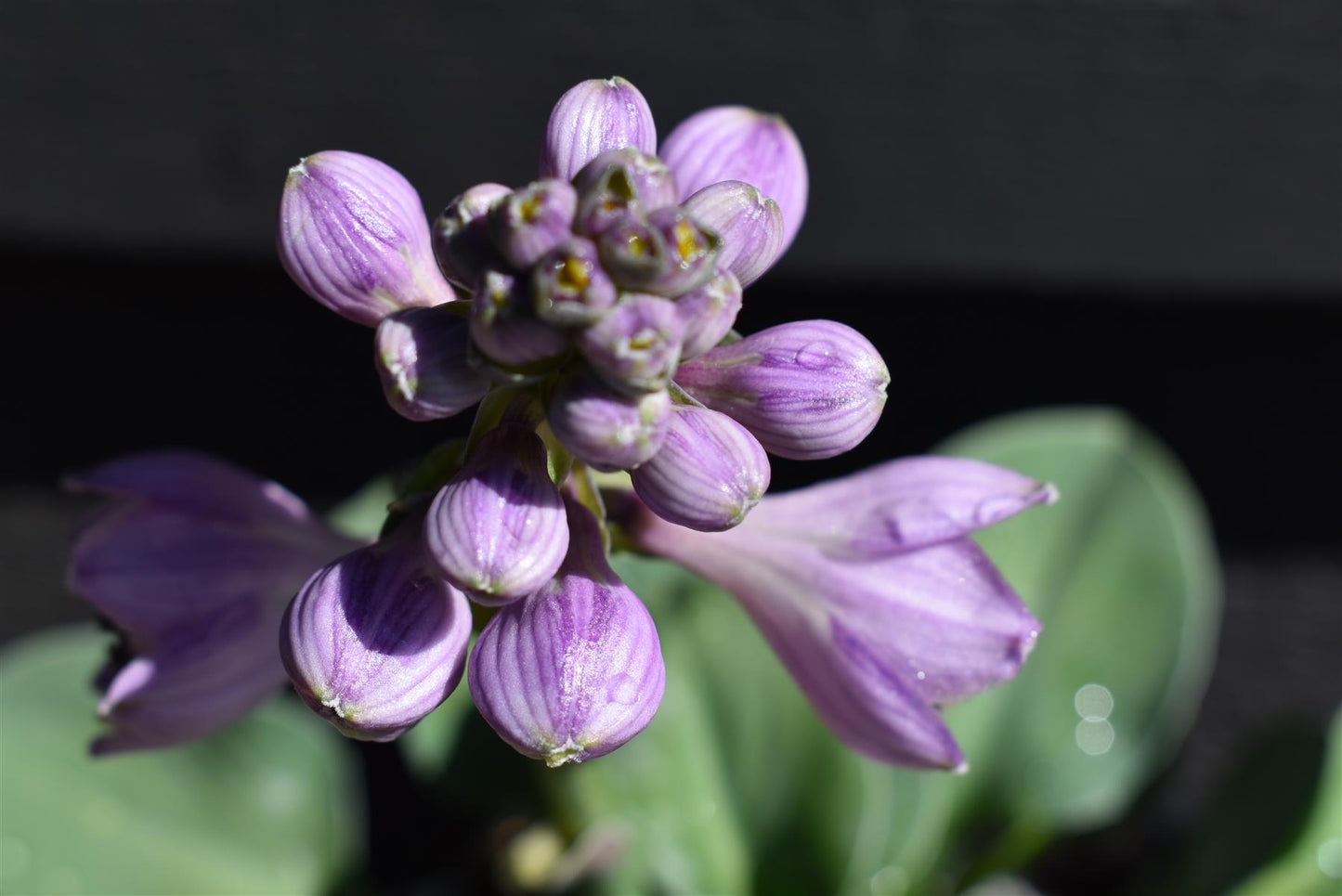 Plantain Lily 'Blue Mouse Ears' - 10-20cm, 2lt