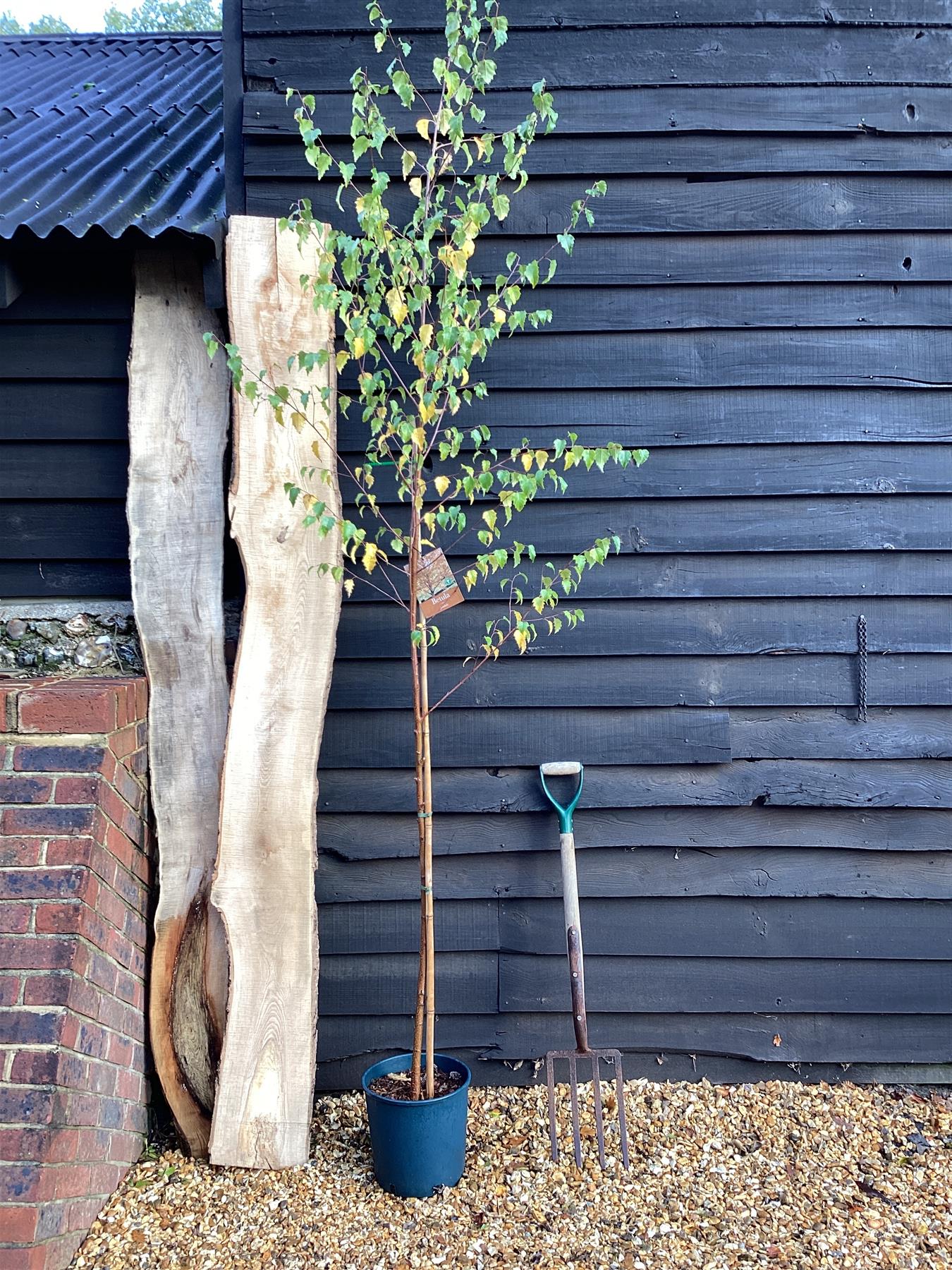 Betula pendula | Silver Birch 1/2 std Clear Stem - 120-150cm, 10lt