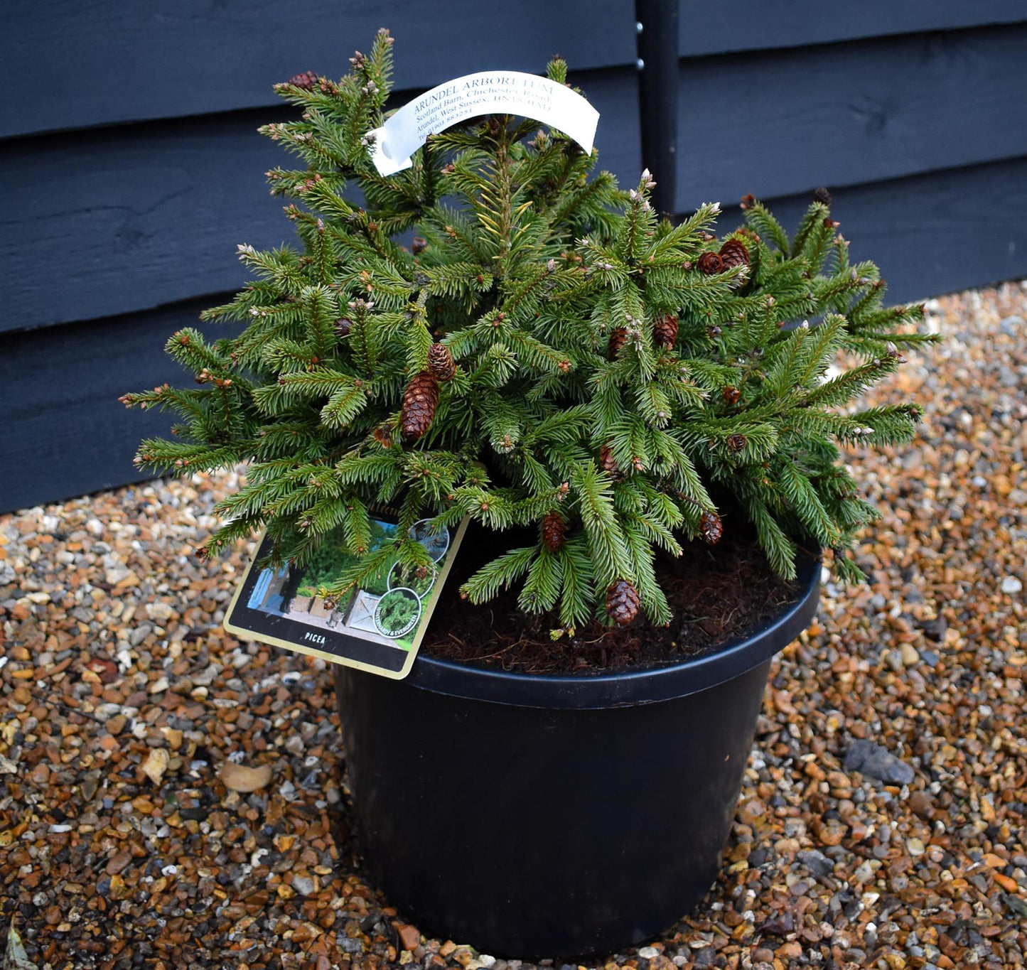 Picea abies Pusch | Norway spruce 'Pusch' - Height 10-20cm - Width 40-50cm - 12lt