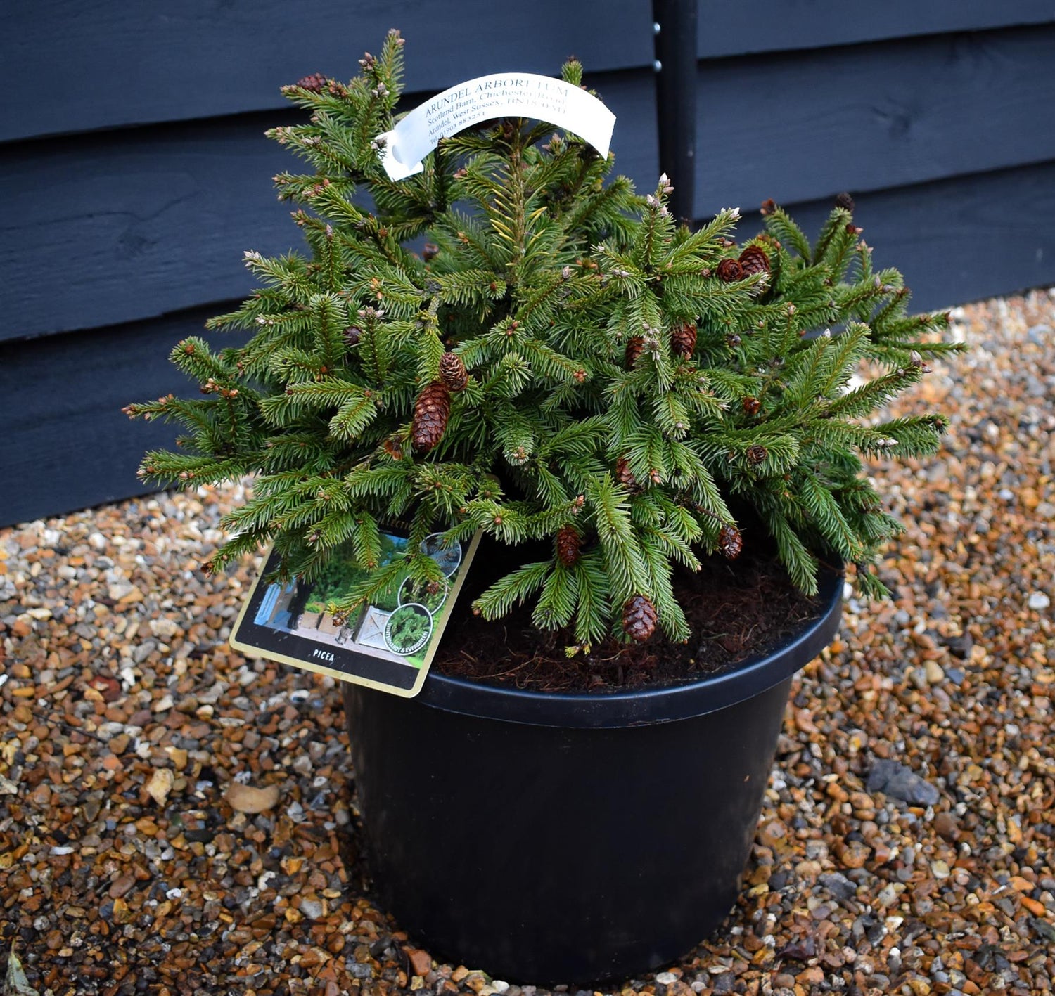 Picea abies Pusch | Norway spruce 'Pusch' - Height 10-20cm - Width 40-50cm - 12lt