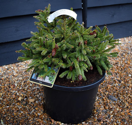 Picea abies Pusch | Norway spruce 'Pusch' - Height 10-20cm - Width 40-50cm - 12lt