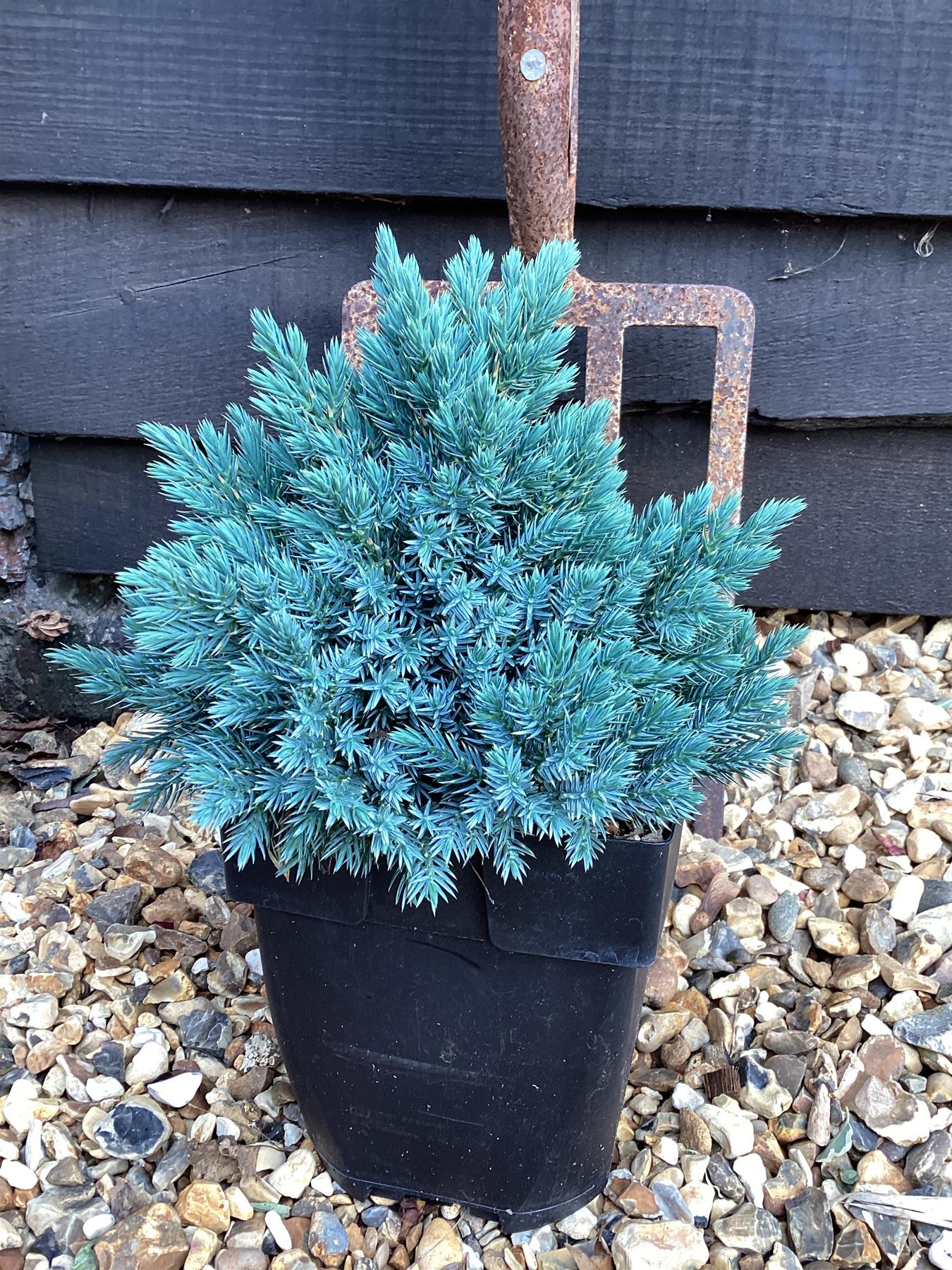 Juniperus squamata 'Blue Star' - 40-50cm, 2lt