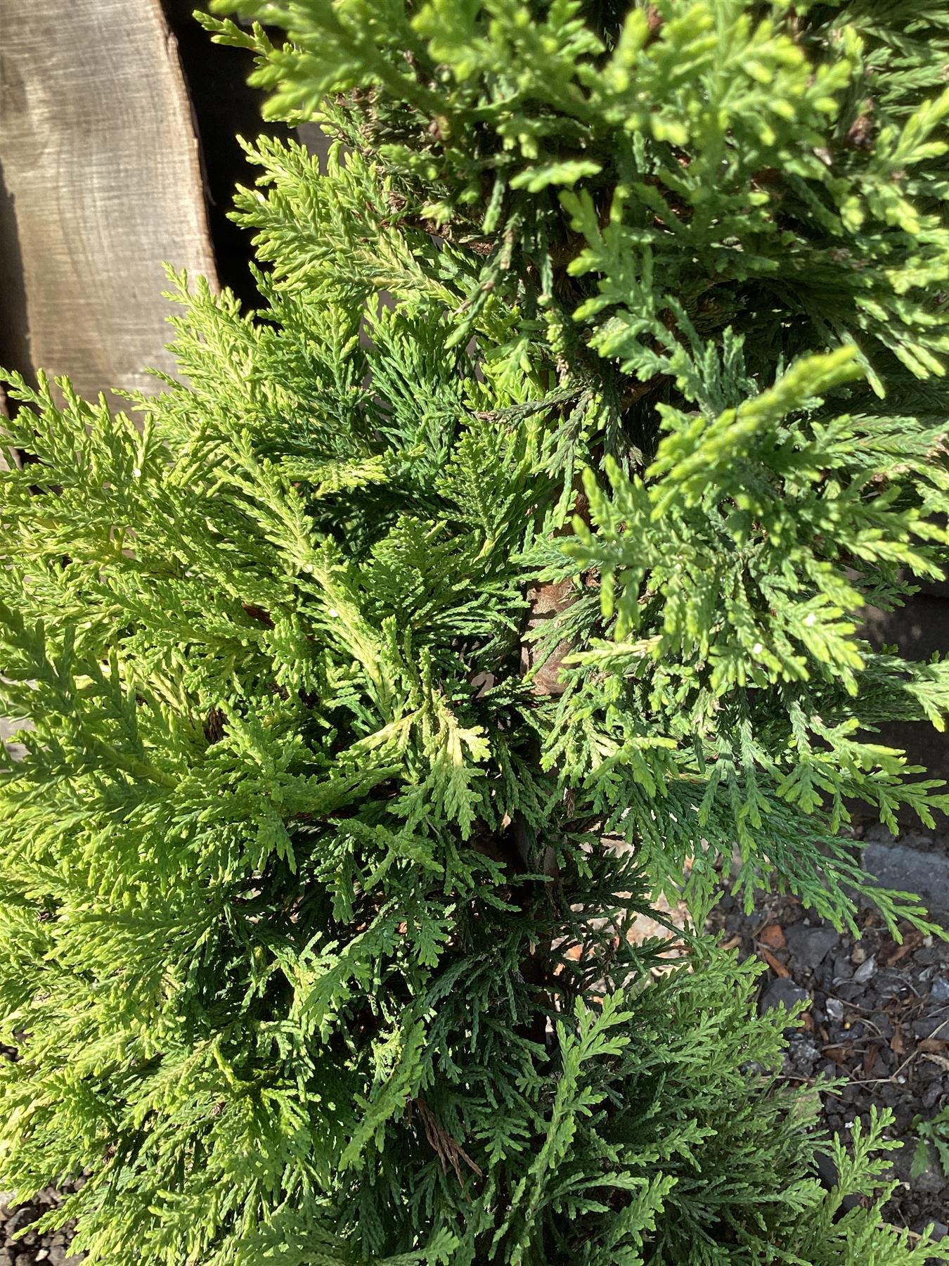 Cuprocyparis leylandii 'Gold Rider' - Spiral - 110-120cm, 10lt