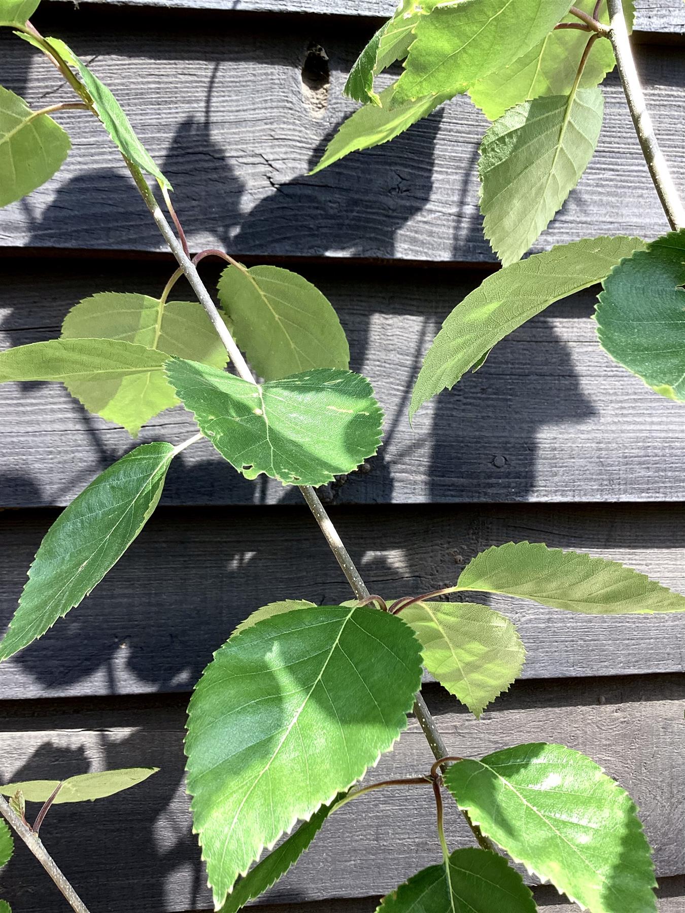 Himalayan Silver birch 'Snow Queen' | Betula utilis - Height 210-230cm - 12lt