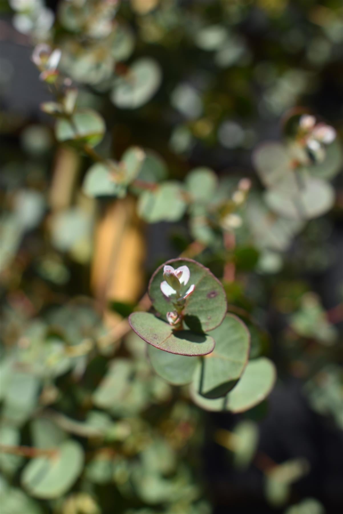 Eucalyptus Gunni Silverana | Cider Gum Tree - 180-220cm, 20lt