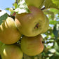 Apple tree 'King of the Pippins' | Malus Domestica - Semi Dwarfing - Height 150-180cm, 20lt