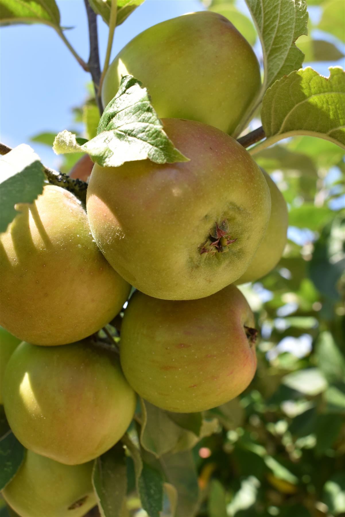 Apple tree 'King of the Pippins' | Malus Domestica - Semi Dwarfing - Height 150-180cm, 20lt