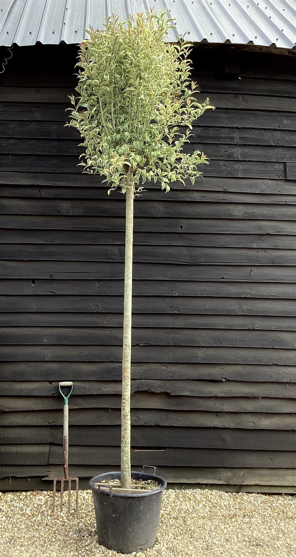 Ligustrum lucidum 'Excelsum Superbum' | Chinese privet 'Excelsum Superbum' Standard Girth 18cm - 350cm, 55lt