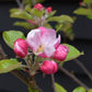 Apple tree 'Kidd's Orange Red' | Malus domestica - MM106 - Semi-Dwarfing - Height 160-170cm - 20lt