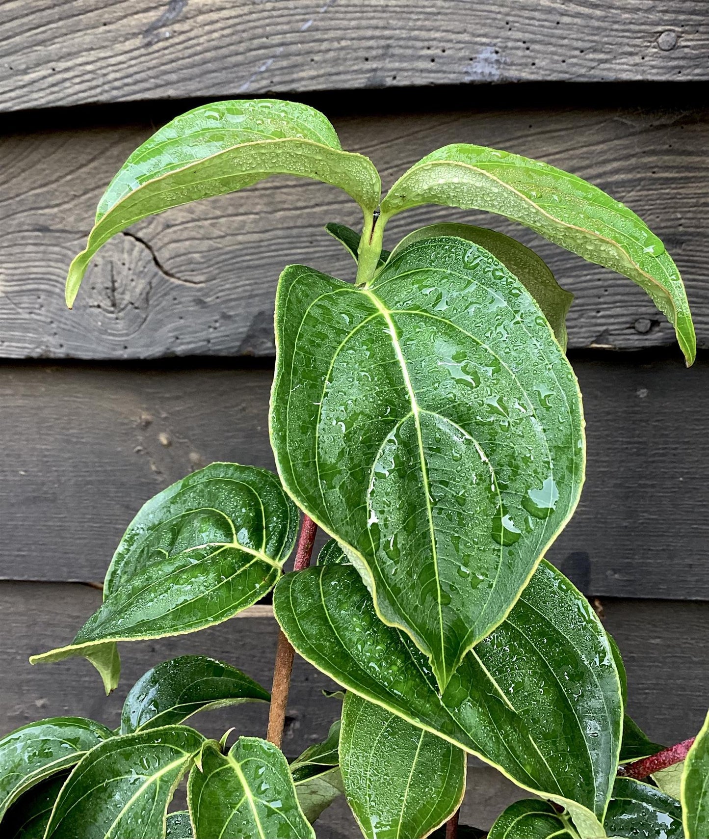 Cornus kousa  - 3lt