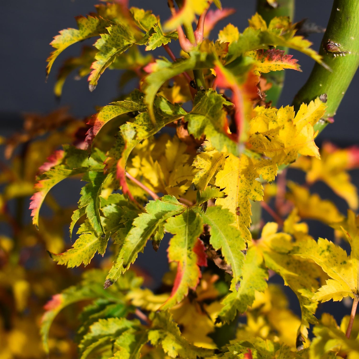 Shishi Gashira Maple | Acer palmatum 'Crispifolium'   - Bushy - Height 60-80cm - 18-20lt