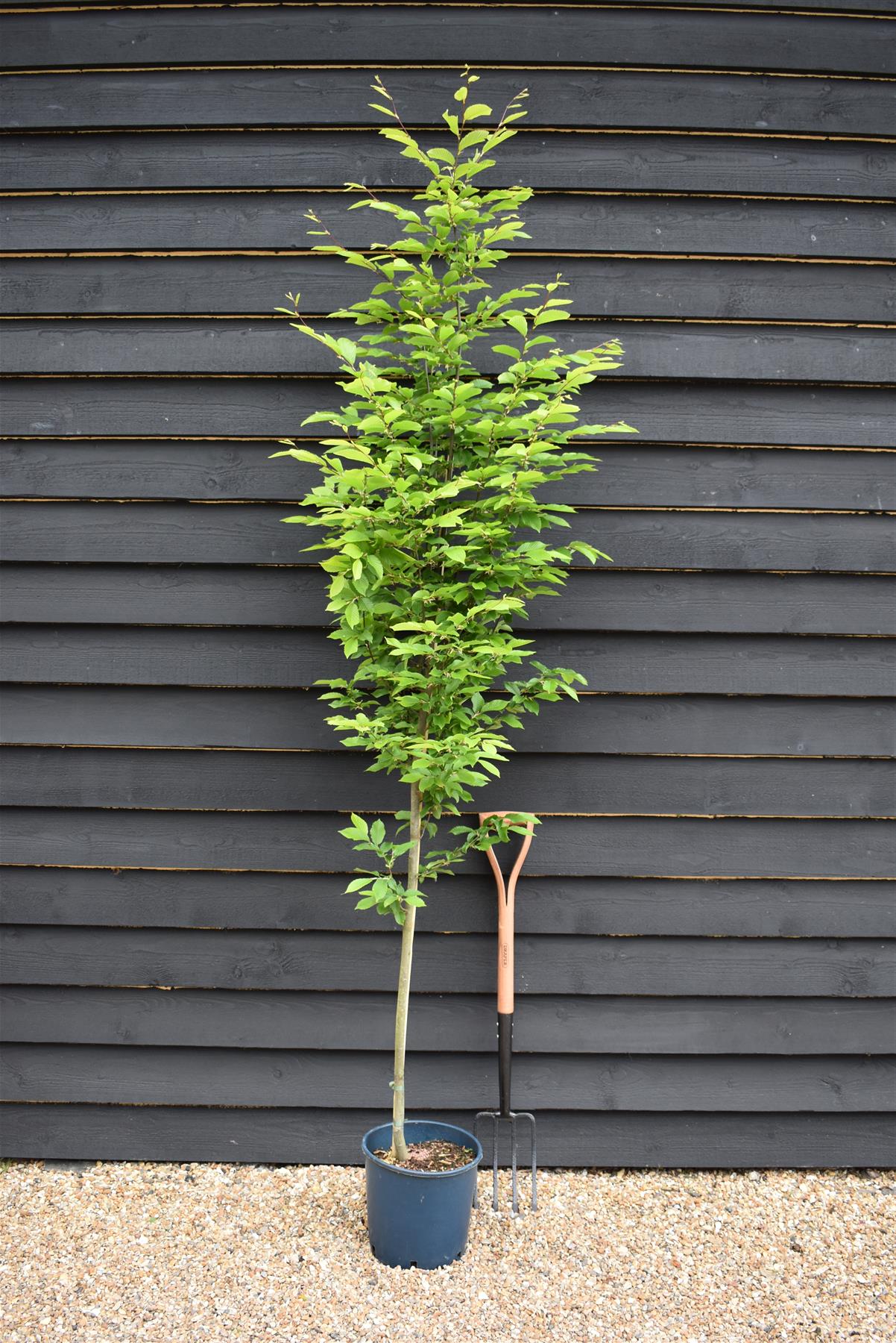 Carpinus betulus 'Fastigiata' | Hornebean Fastigata - 140-180cm, 10lt