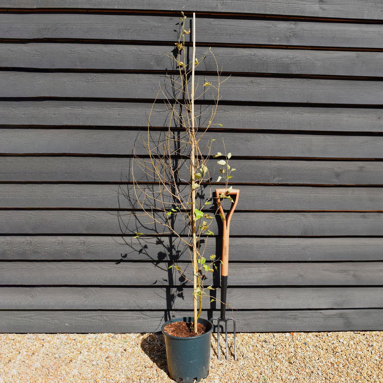 Silver Birch 'Golden Obelisk' | Betula pendula - Height 150-170cm - 12lt