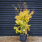 Red Bark Japanese Maple | Acer palmatum 'Sango-kaku' | Red Bark Maple - Bushy - Height 200-250cm - 55lt