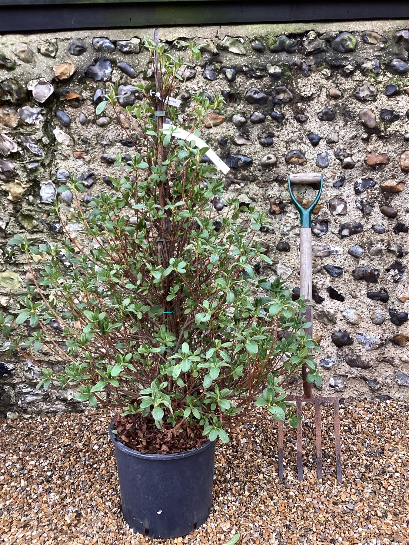 Azalea Japonica Snow | Rhododendron 'Snow' - 90cm, 18lt