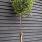 Photinia x fraseri Robusta Compacta - Standard Screening Tree - Clear Stem 150cm - Girth 8-10cm - Height 270-290cm - 45lt