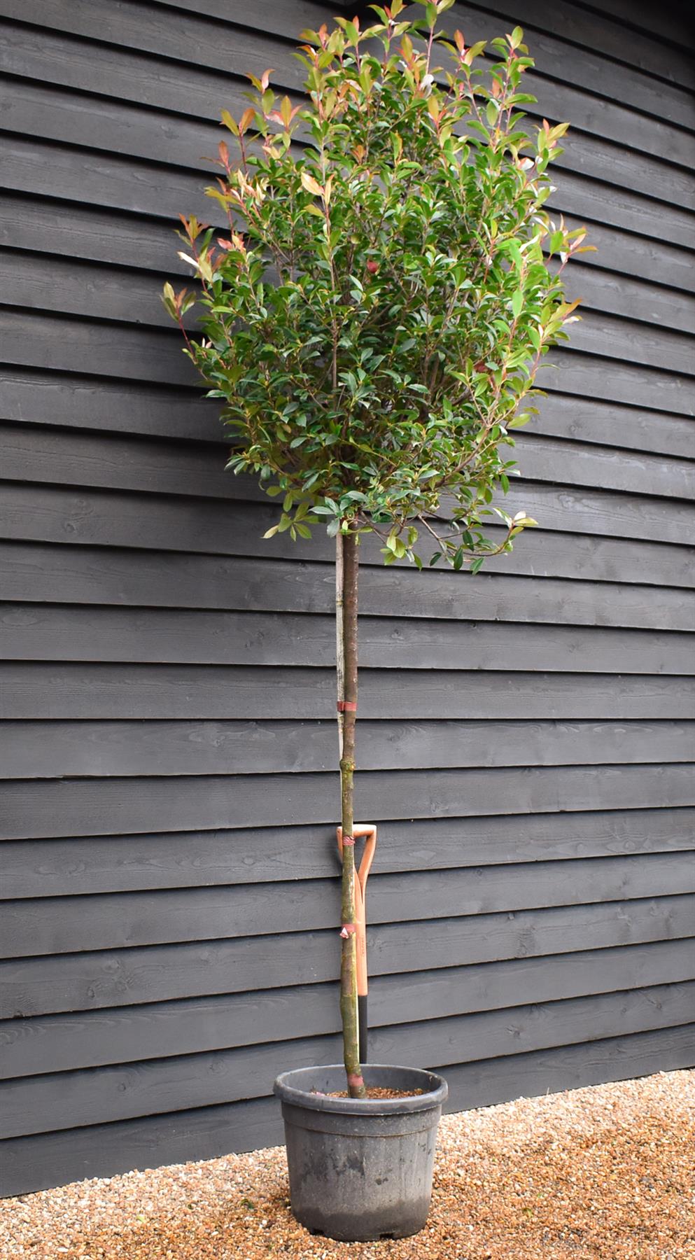 Photinia x fraseri Robusta Compacta - Standard Screening Tree - Clear Stem 150cm - Girth 8-10cm - Height 270-290cm - 45lt