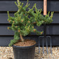 Pinus banksiana 'Velda' | Velda Pine - Height 55-65cm, Width 50cm - 8lt