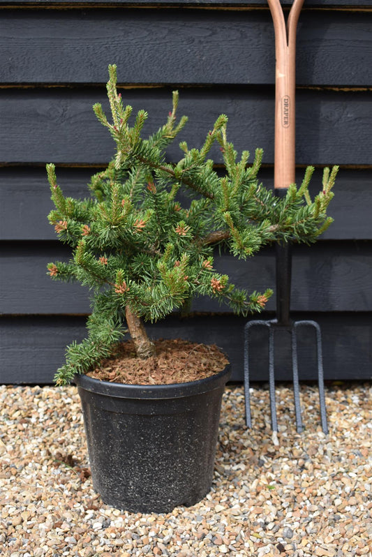 Pinus banksiana 'Velda' | Velda Pine - Height 55-65cm, Width 50cm - 8lt