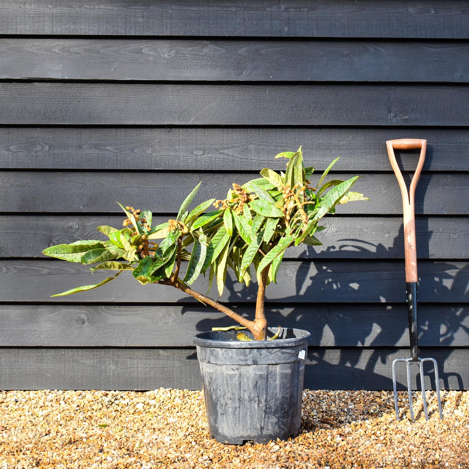 Eriobotrya japonica Shrub| Loquat, Japanese medlar  - Low Shrub - Height 50-70cm - 25lt