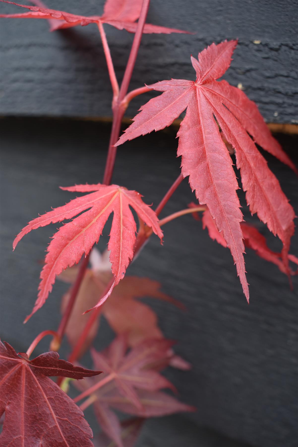 Acer palmatum 'Bloodgood' | Bloodgood Japanese Maple - 50-70cm - 4lt