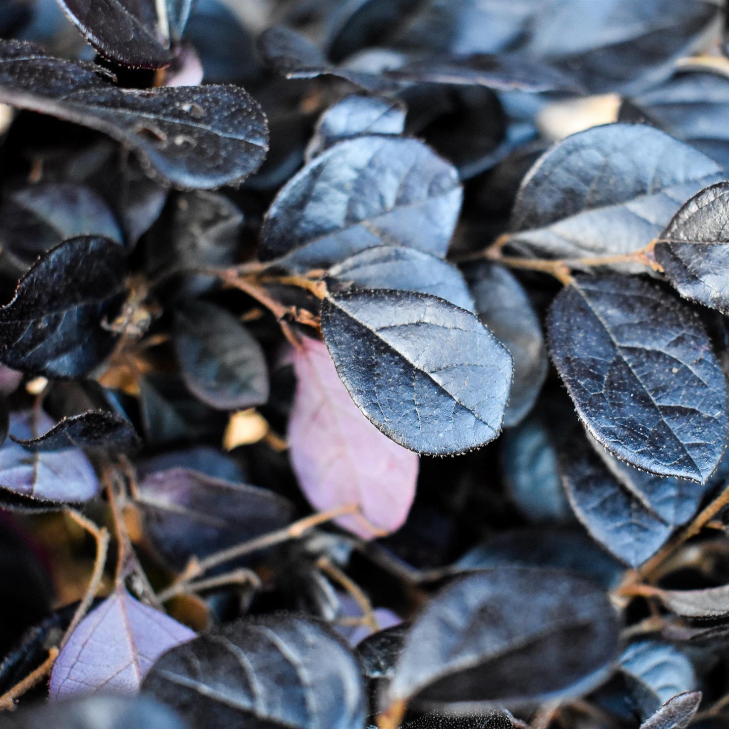 Chinese Fringe Flower | Loropetalum chinense 'Black Pearl' - Ball - Width 40cm Height 40cm -18lt