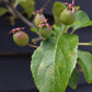 Malus Fruitilicious | Culinary Crab Apple Tree, Clear Stem - 150.-180cm, 20lt