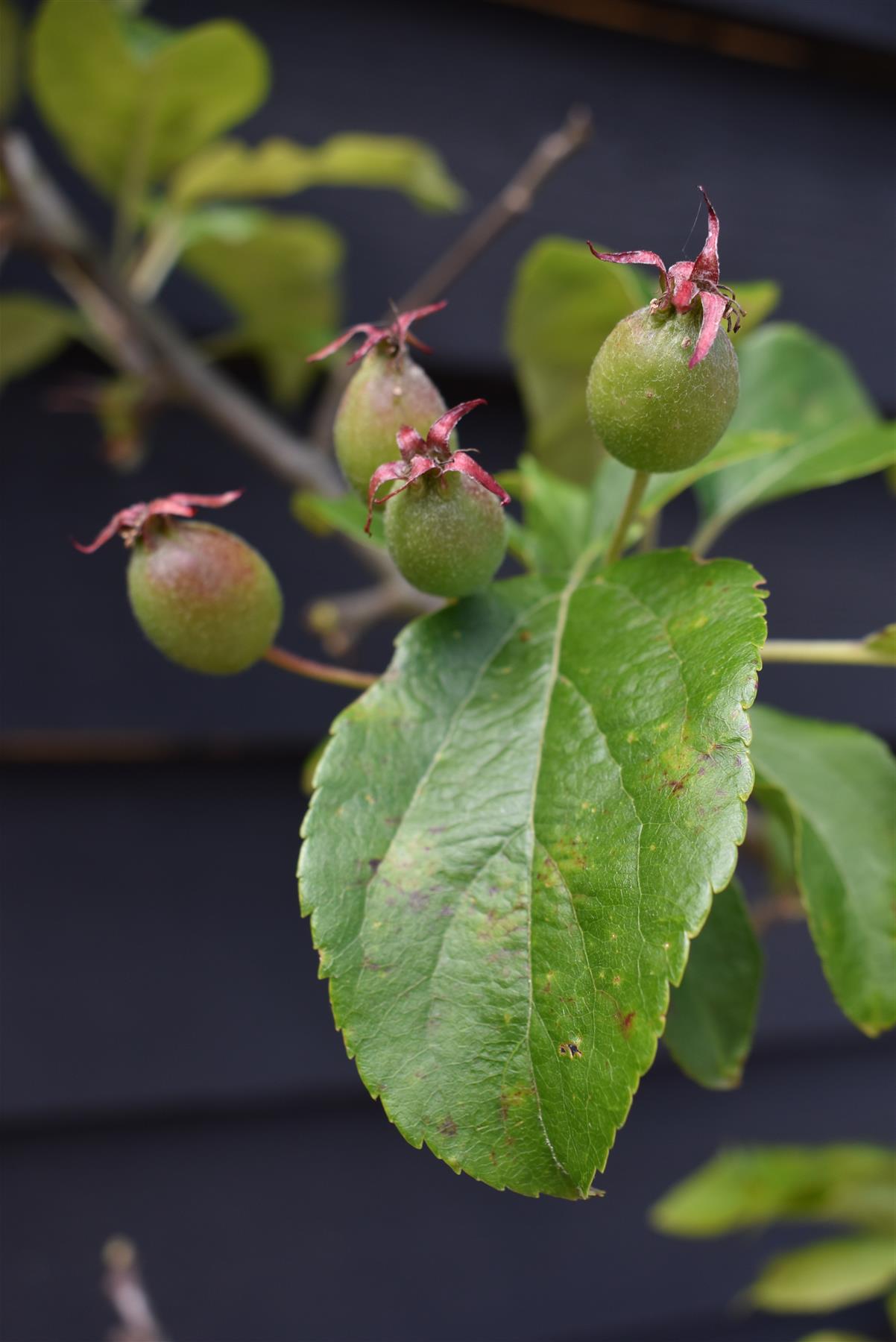 Malus Fruitilicious | Culinary Crab Apple Tree, Clear Stem - 150.-180cm, 20lt